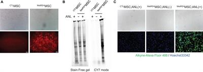 Visualization and Identification of Bioorthogonally Labeled Exosome Proteins Following Systemic Administration in Mice